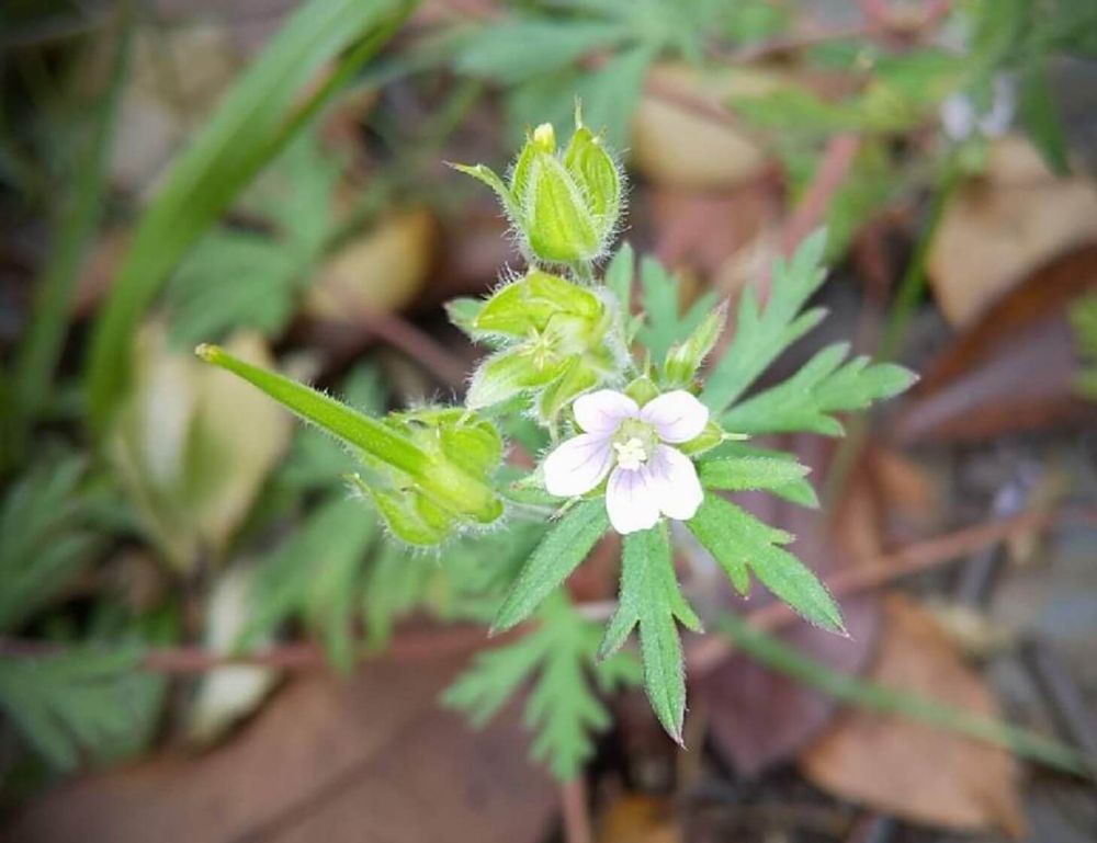 アメリカフウロ