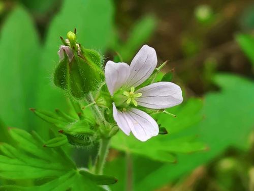 アメリカフウロとは 花の特徴や花言葉 ヒメフウロとの違いは Greensnap グリーンスナップ