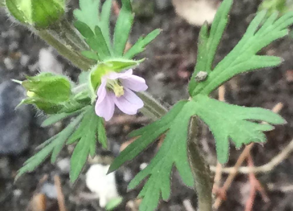 アメリカフウロ