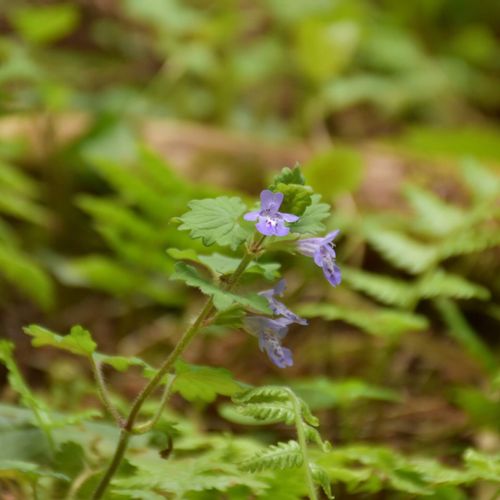 カキドオシとは 似た花との見分け方は 食べ方や効能は Greensnap グリーンスナップ