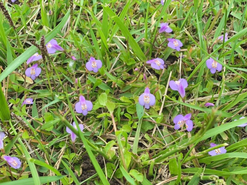 ムラサキサギゴケ