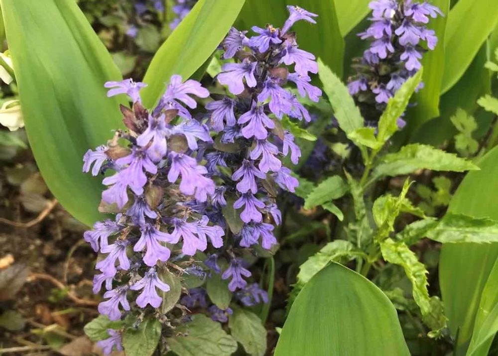 ジュウニヒトエ