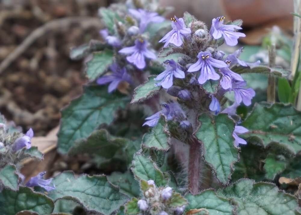 ジュウニキランソウ