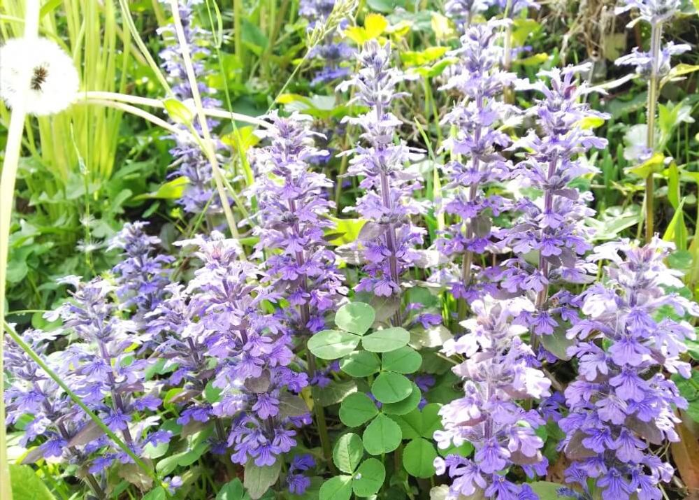 セイヨウキランソウ