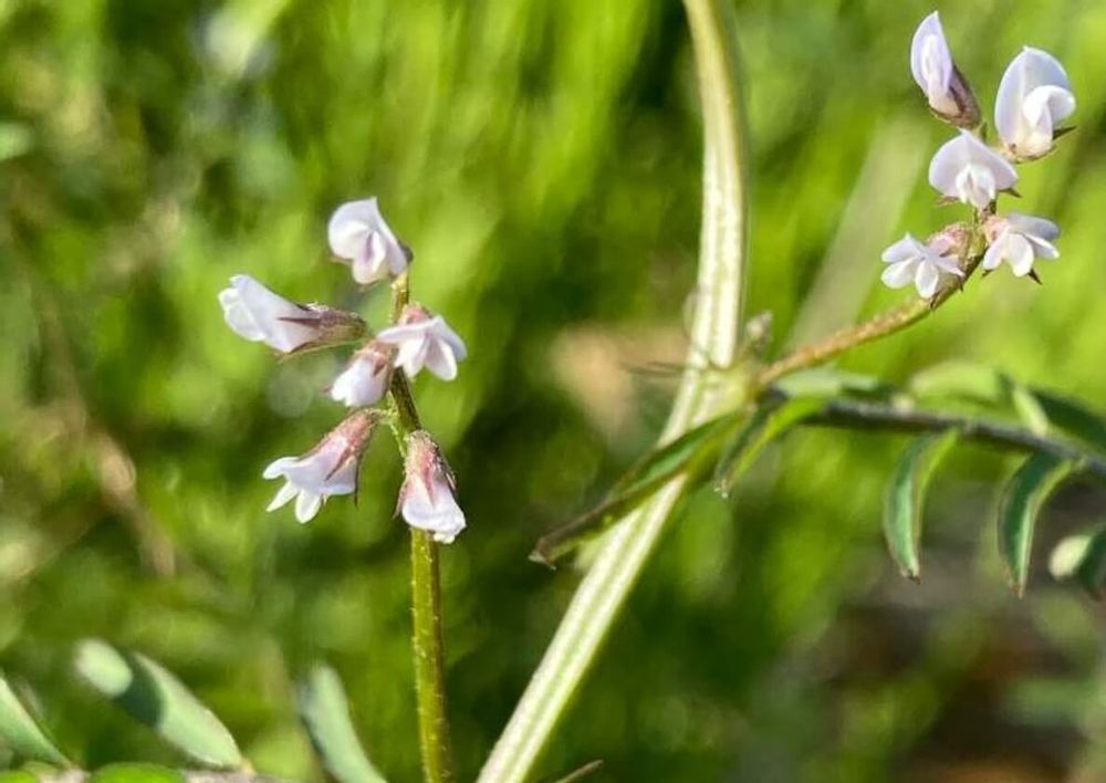 スズメノエンドウ