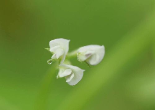 スズメノエンドウとは 花の特徴や花言葉 食べ方やカラスノエンドウとの違いは Greensnap グリーンスナップ