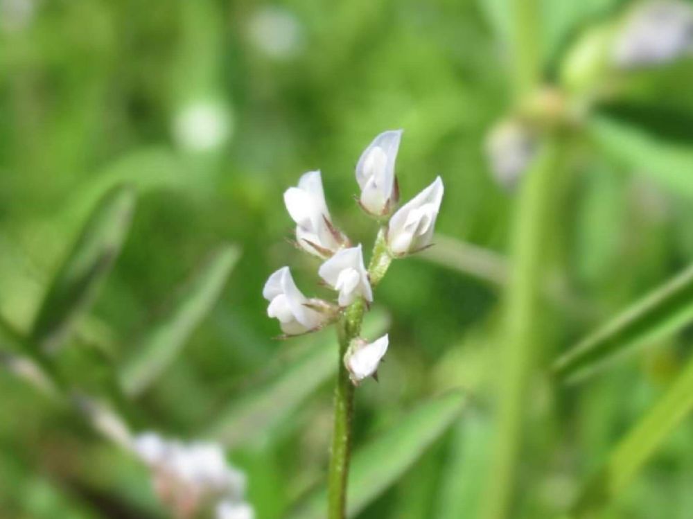 スズメノエンドウ