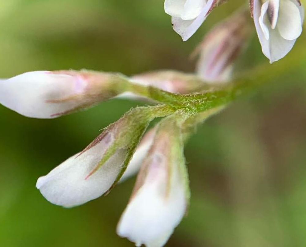 スズメノエンドウ