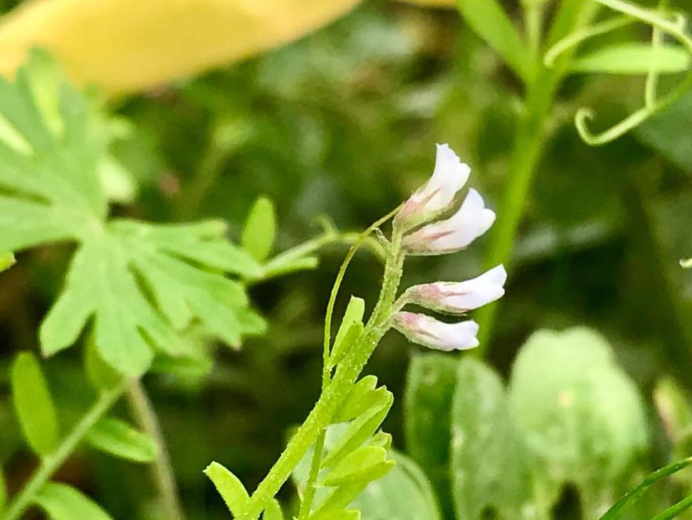 スズメノエンドウ