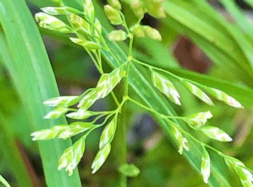 スズメノカタビラとは 花や根の特徴は 芝生との見分け方は Greensnap グリーンスナップ