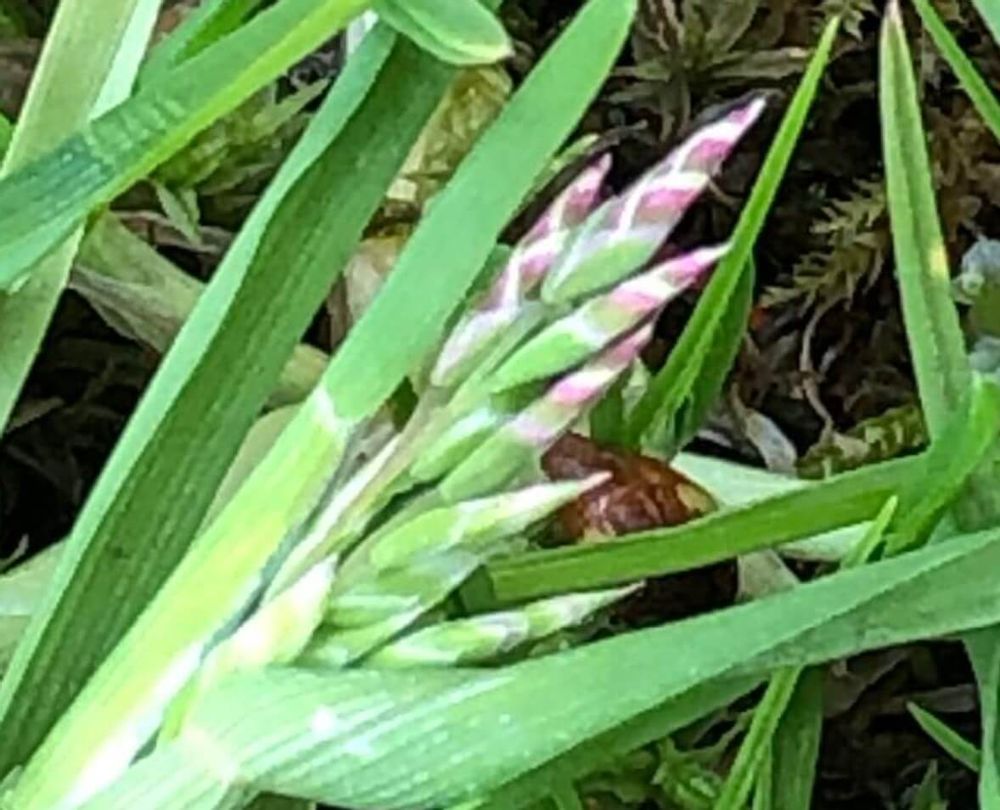 スズメノカタビラ