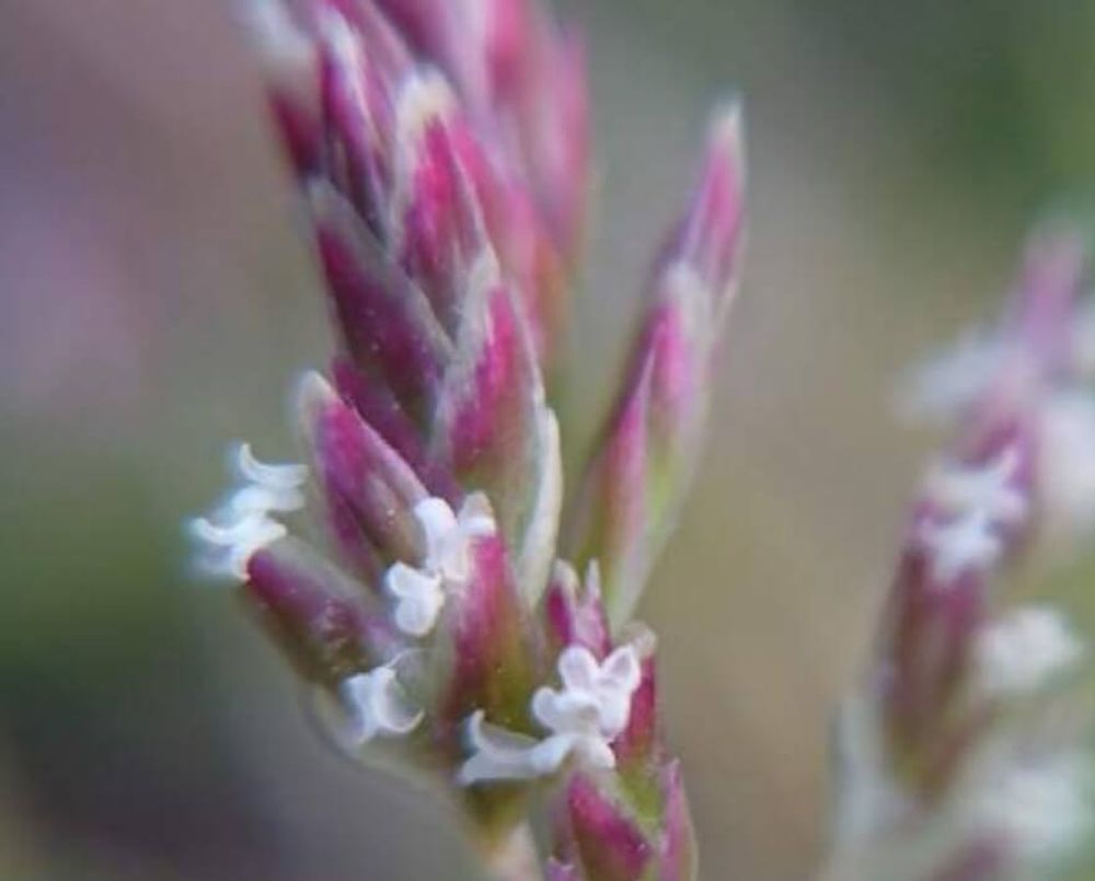 スズメノカタビラ