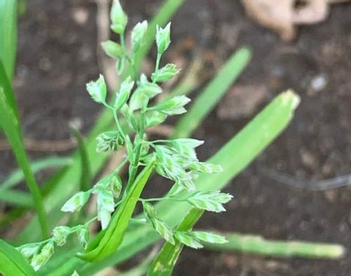 スズメノカタビラとは 花や根の特徴は 芝生との見分け方は Greensnap グリーンスナップ