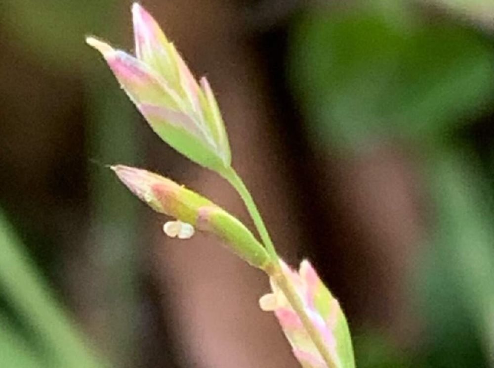 スズメノカタビラ