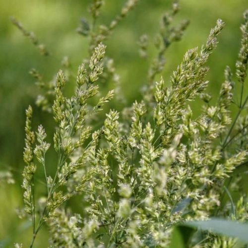 スズメノカタビラとは 花や根の特徴は 芝生との見分け方は Greensnap グリーンスナップ スズメノカタビラとは 花や根の特徴は 芝生との見分け方は Greensnap グリーンスナップ