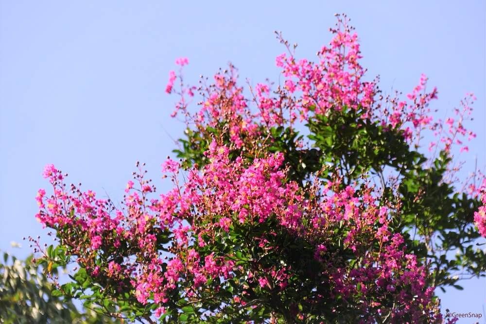 サルスベリ 百日紅