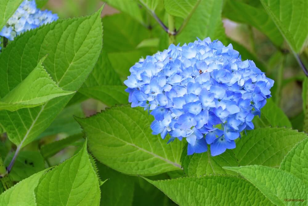 夏の花図鑑30選 6月 7月 8月に咲く花は 開花時期はいつ Greensnap グリーンスナップ