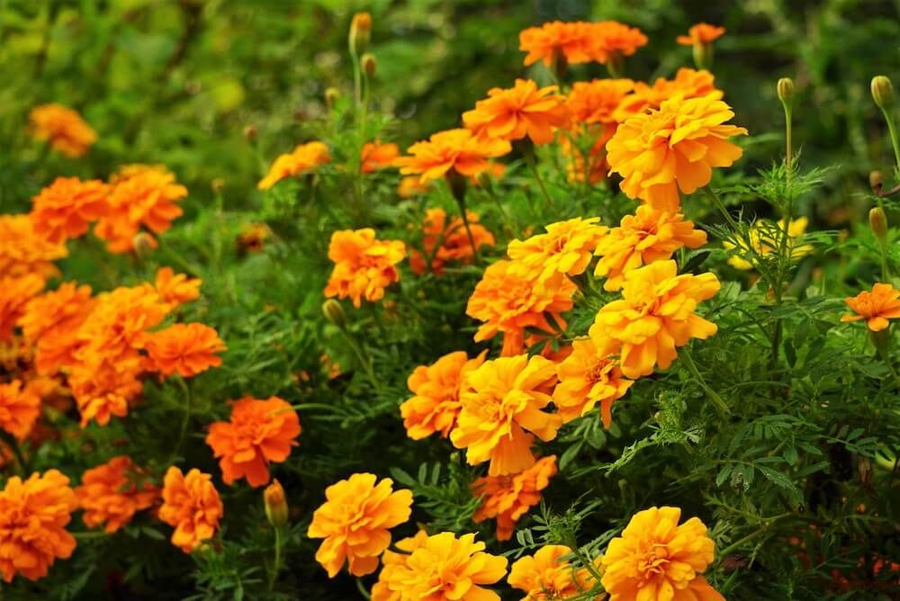 マリーゴールド