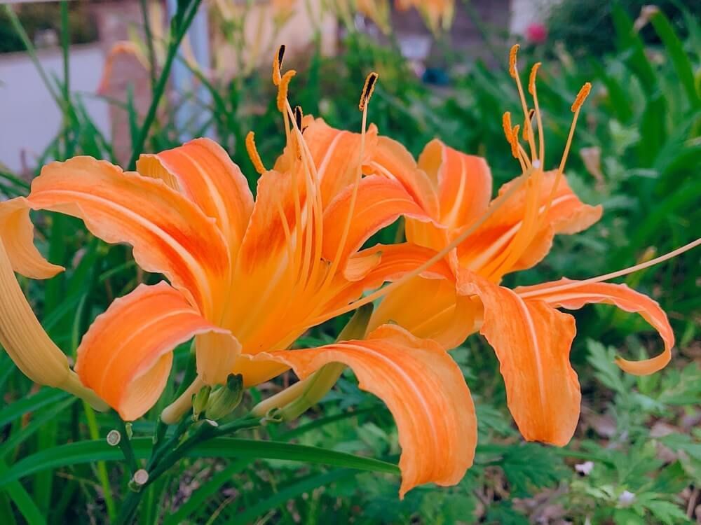 トキワカンゾウ