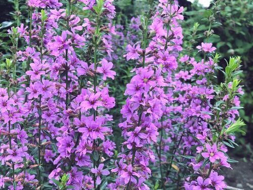 ミソハギ 禊萩 の花 花言葉や特徴は お盆に飾るのはなぜ Greensnap グリーンスナップ