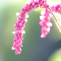 オオケタデの育て方｜種まきの時期やコツは？開花期はいつ？の画像