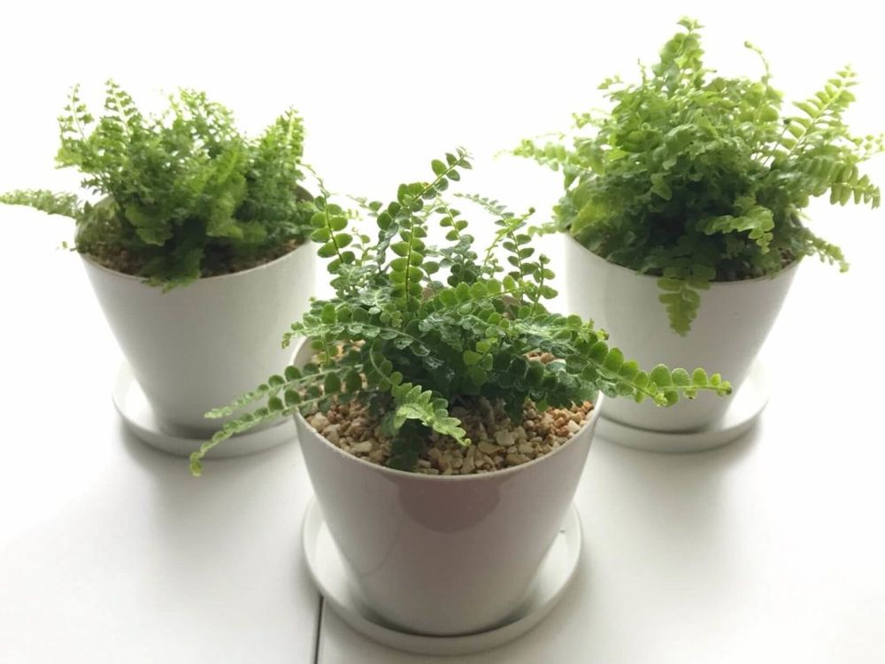 ネフロレピス　鉢植え　