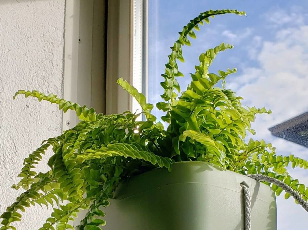 ネフロレピス　鉢植え　葉