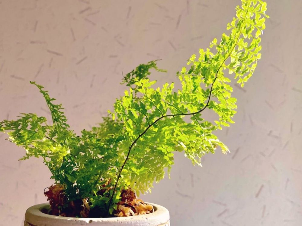 ネフロレピス　鉢植え　斜光