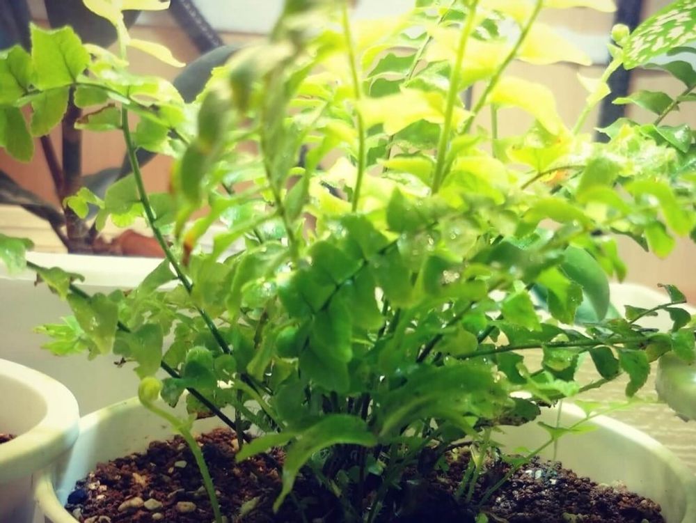 ネフロレピス　鉢植え　葉