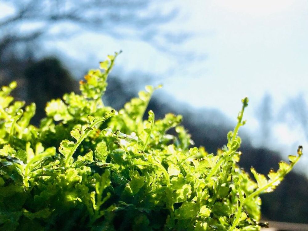 ネフロレピス　葉　屋外　日光