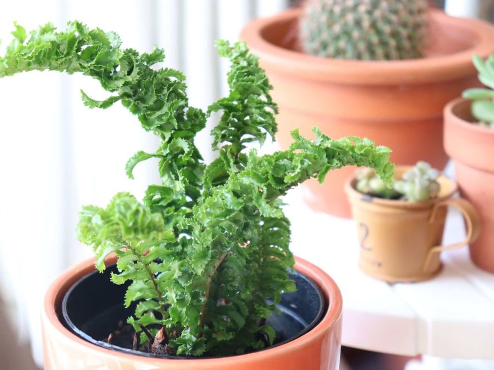 ネフロレピス　鉢植え　葉