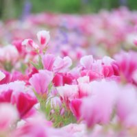 ゴデチアの育て方｜種まき時期はいつ？花言葉に込められた意味とは？の画像