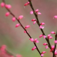 ミズヒキ(水引)の育て方｜植え付けの時期はいつ？葉や花の特徴は？の画像