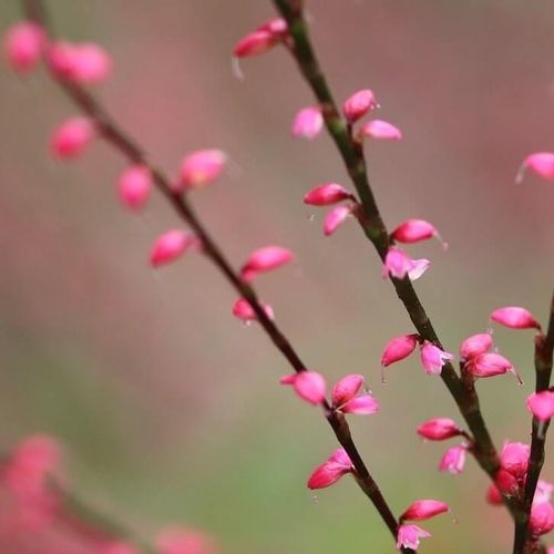 ミズヒキ 水引 の育て方 植え付けの時期はいつ 葉や花の特徴は Greensnap グリーンスナップ