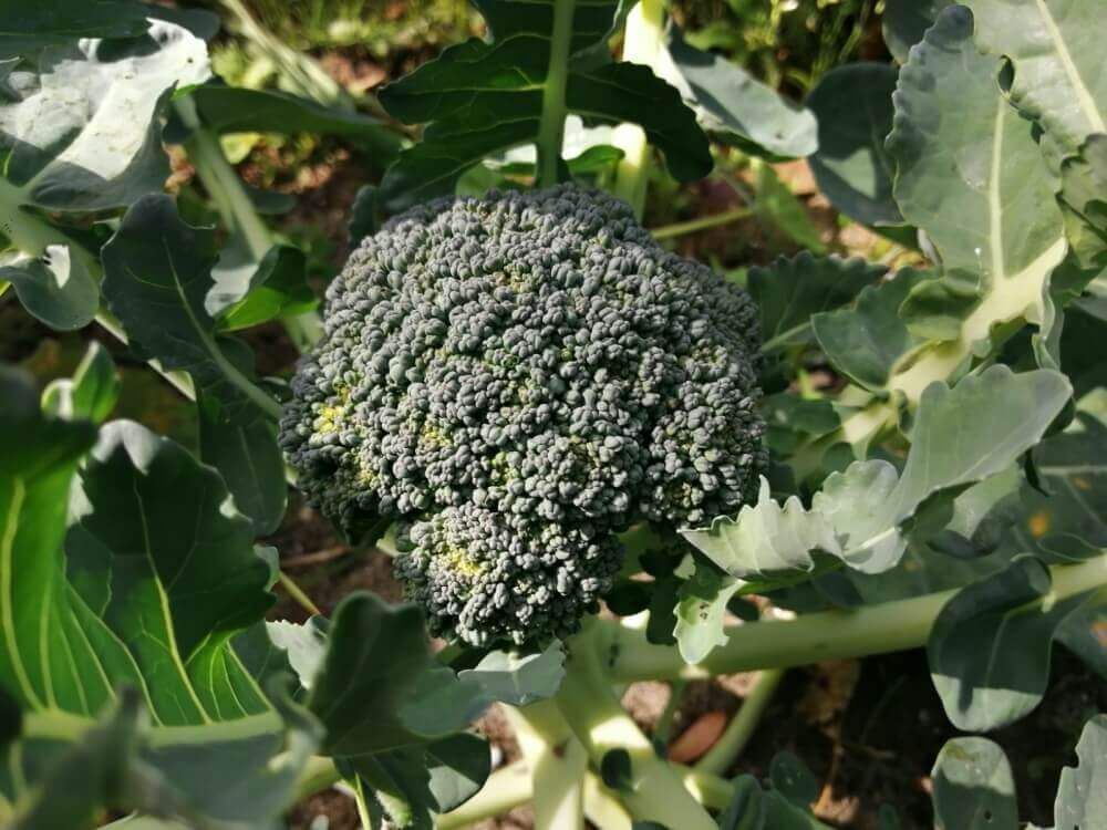 ブロッコリー　家庭菜園
