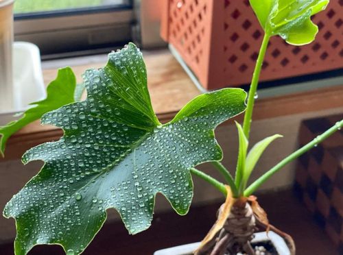 葉水とは 頻度やタイミング どんなメリットがある Greensnap グリーンスナップ 葉水とは 頻度やタイミング どんなメリットがある Greensnap グリーンスナップ