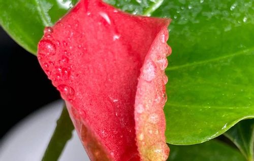 葉水とは 頻度やタイミング どんなメリットがある Greensnap グリーンスナップ