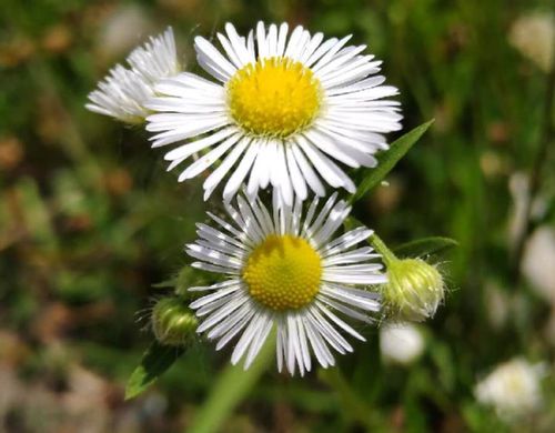 ハルジオン 花言葉 怖い ハルジオン 花言葉 怖い