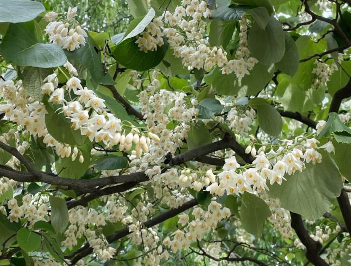 沙羅双樹(シャラの木)の花言葉｜花の特徴や香りは？｜🍀GreenSnap