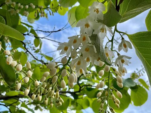 沙羅双樹 シャラの木 の花言葉 花の特徴や香りは Greensnap グリーンスナップ