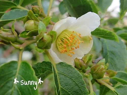 沙羅双樹 シャラの木 の花言葉 花の特徴や香りは Greensnap グリーンスナップ