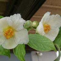 沙羅双樹(シャラの木)の花言葉｜花の特徴や香りは？の画像