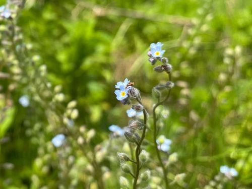 キュウリグサの花言葉 特徴や似ている花との見分け方は Greensnap グリーンスナップ