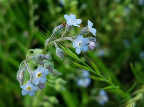 キュウリグサの花言葉 特徴や似ている花との見分け方は Greensnap グリーンスナップ