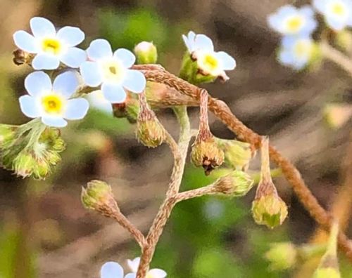 キュウリグサの花言葉 特徴や似ている花との見分け方は Greensnap グリーンスナップ