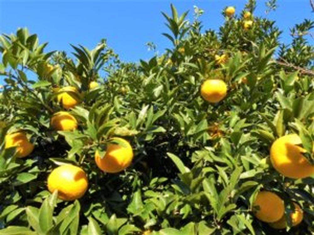 みかんの木