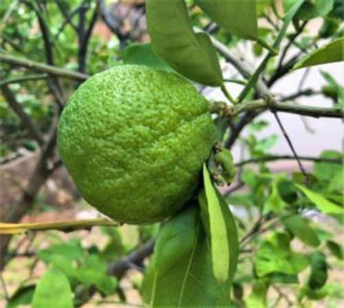 みかんの木の剪定 時期や年数での方法 失敗しないコツは Greensnap グリーンスナップ