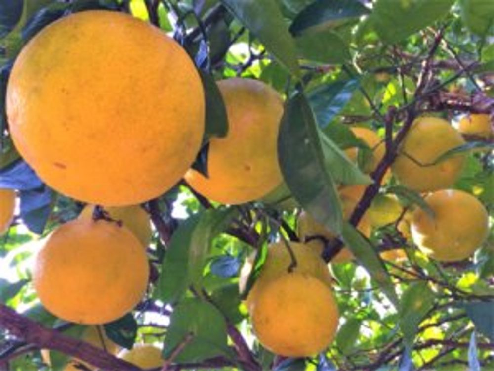 みかんの木