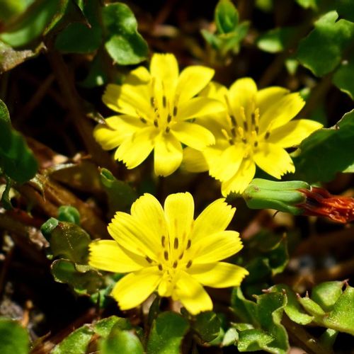 ホトケノザとは 似た花や花言葉 春の七草の1つなの Greensnap グリーンスナップ