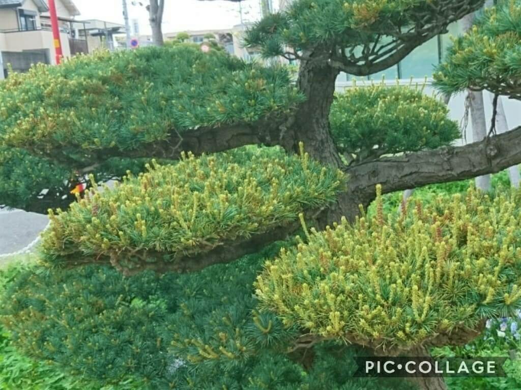 松剪定時期剪定方法 – 松 剪定 やり方 図解 – TYZD